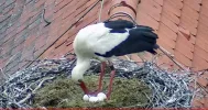 Störche-TUT_Eier-wenden2_05Mai2024_20Uhr13.JPG
