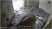 Turmfalken-TUT_Mama-fuettert-5Kueken-1Ei_05Mai2024_13Uhr39.JPG