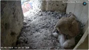 Turmfalken-TUT_Mama-u-5Kueken-1Ei_05Mai2024_19Uhr20.JPG