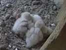 Turmfalken-TUT_5Kueken-1Ei_05Mai2024_19Uhr46.JPG