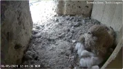 Turmfalken-TUT_Mama-u-5Kueken_06Mai2024_12Uhr04.png