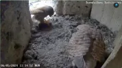 Turmfalken-TUT_Papa-Mama-u-5Kueken_06Mai2024_11Uhr14-52.png