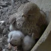 Turmfalken-TUT_Mama-u-5Kueken_06Mai2024_Siesta2.webp
