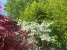 Blumen Hartriegel.webp