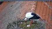 Störche-TUT_Kueken-Nr1-geschluepft-07Mai2024_13Uhr46.JPG
