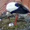 Störche-TUT_Kueken-Nr1-geschluepft-07Mai2024.webp