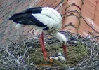 Störche-TUT_schluepfen-beginnt-08Mai2024_18Uhr59.webp