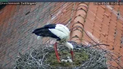 Störche-TUT_schluepfen-beginnt-08Mai2024_18Uhr59-56.webp