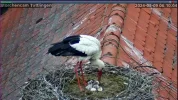 Störche-TUT_Kueken-Nr3_geschluepft_09Mai2024_06Uhr10-04.JPG