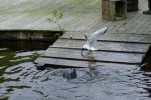 _IMGP4559k.webp