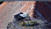 Störche-TUT_Schale aus dem Nest-10Mai2024_16Uhr36-36.JPG