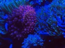 Aquarium3.webp