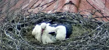Störche-TUT_Kueken-Fittiche_16Mai2024_19Uhr38-02.webp