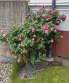 IMG_20240517_111454_HDR~2.webp