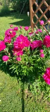 1000019368.webp