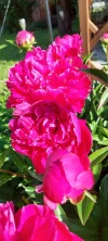 1000019369.webp