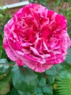 Edelrose.webp