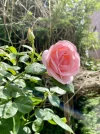 IMG_3168.jpeg