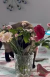 Naschkatze..webp