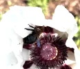 IMG_2951.jpeg