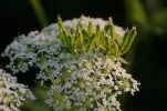 _IMGP5487k.webp