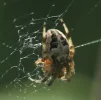 Schilfradspinne.webp