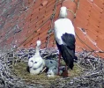 Störche-TUT_Junior-imitiert-Papa_26Mai2024_115512.webp