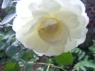 1716835155725.webp