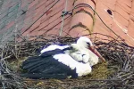 Störche-TUT_Guten-Morgen-Kuscheln-mit-Papa_2024-05-28 06Uhr12.png