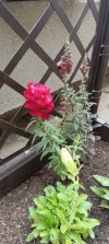 IMG_20240531_080755_Burst03.webp