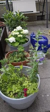 IMG_20240531_080832.webp