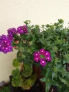 IMG_20240531_130754_HDR.webp