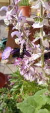 IMG_20240605_091741.webp