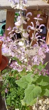 IMG_20240605_091737.webp