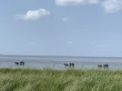 IMG_4004.jpeg