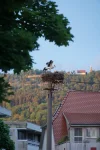 Spaichingen-Rathaus_DSC01654_low.jpg