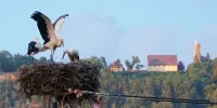 Spaichingen-Rathaus_DSC01657-beschn_low.jpg