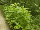 DSCN6281.JPG