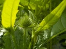DSCN6286.JPG