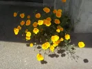 DSCN6295.webp