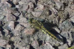 IMGP5753_cropt.webp