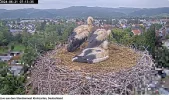 Störche-Kirchzarten 2024-06-21 07Uhr14.webp