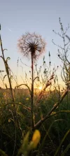 IMG_20240624_203553.webp