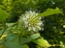 DSCN6322.webp