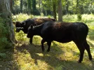 DSCN6334.webp