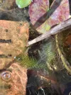 IMG_3386.jpeg