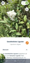 Screenshot_20240626-214949_Flora Incognita.webp