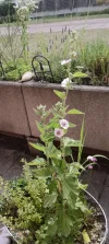 IMG_20240627_083131.webp