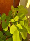 IMG_20240628_193731_HDR.webp