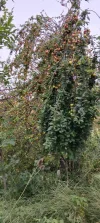 IMG_20240701_163636.webp